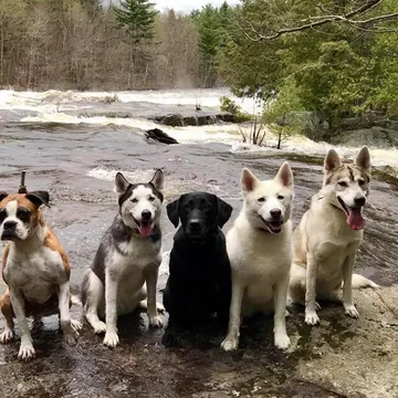 Todd's dogs